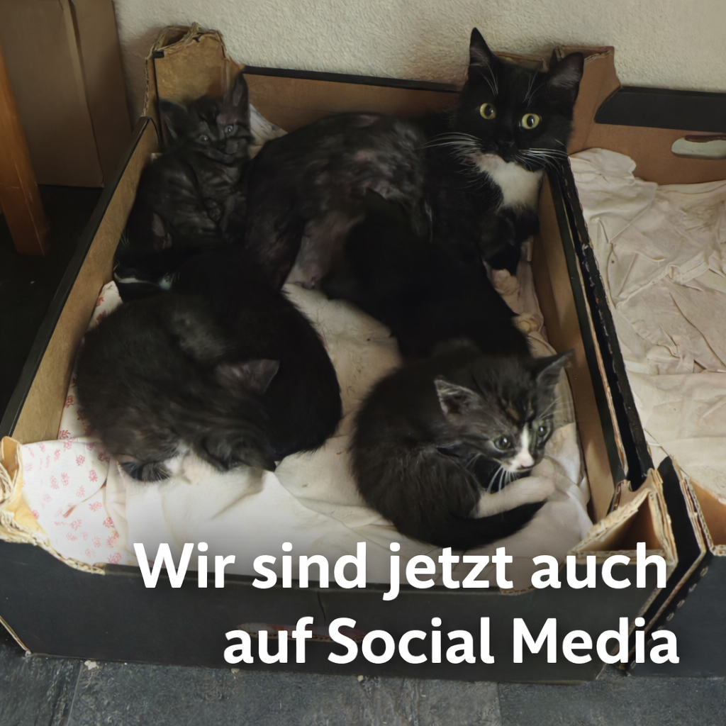 Social Media Auftritt